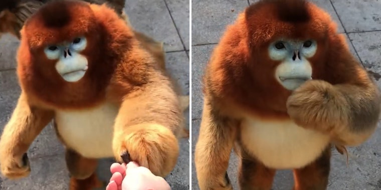 golden snub nosed monkey